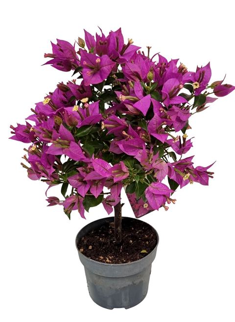 Bougainvillea glabra 'Sabina'
