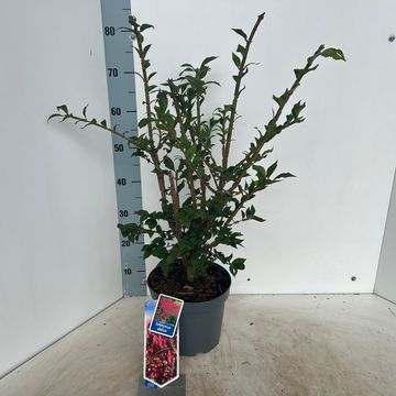 Euonymus alatus