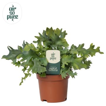 Phlebodium aureum DAVANA