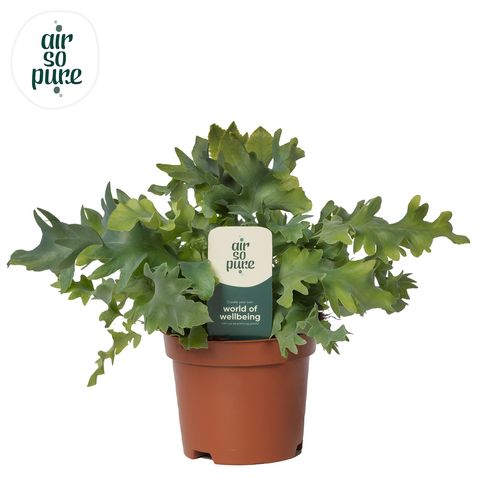 Phlebodium aureum DAVANA