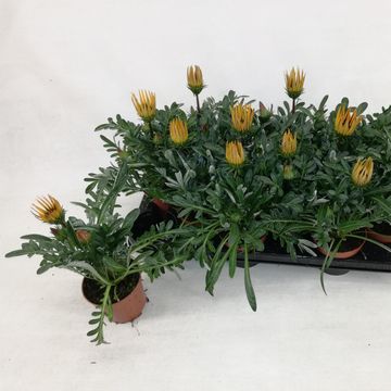 Gazania MIX