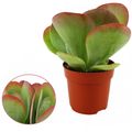 Kalanchoe thyrsiflora