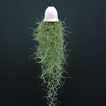 Tillandsia usneoides
