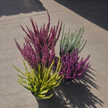 Calluna vulgaris BEAUTY LADIES MIX