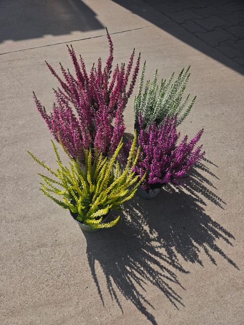 Calluna vulgaris BEAUTY LADIES MIX