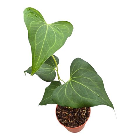 Anthurium clarinervium x pedatoradiatum