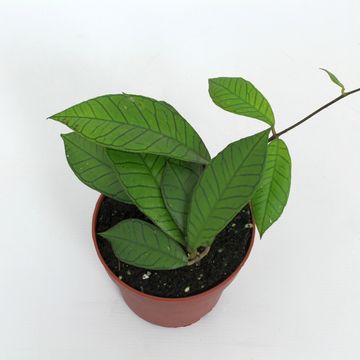 Hoya sp. Gunung Gading