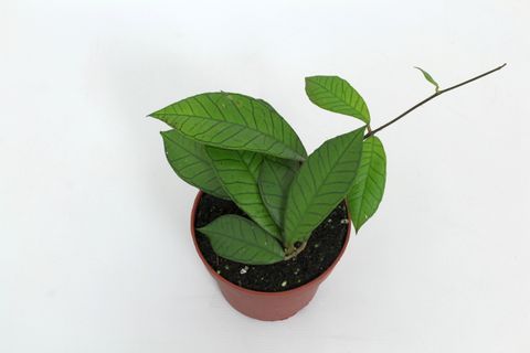 Hoya sp. Gunung Gading