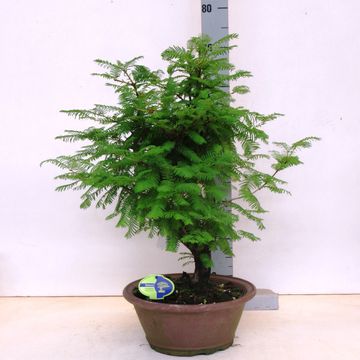 Metasequoia glyptostroboides