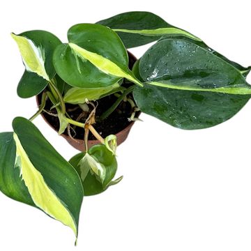 Philodendron 'Cream Splash'