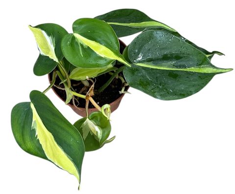 Philodendron 'Cream Splash'