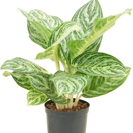 Aglaonema 'Golden Madonna'