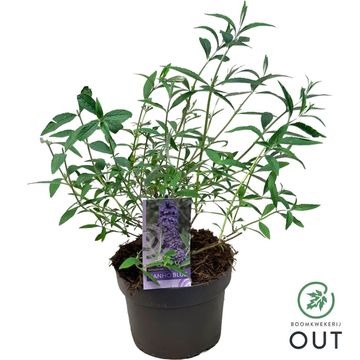 Buddleja davidii 'Nanho Blue'