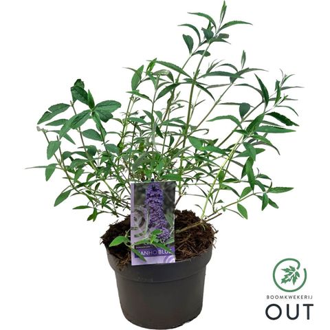 Buddleja davidii 'Nanho Blue'