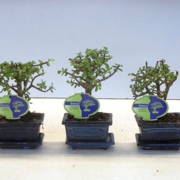 Portulacaria afra