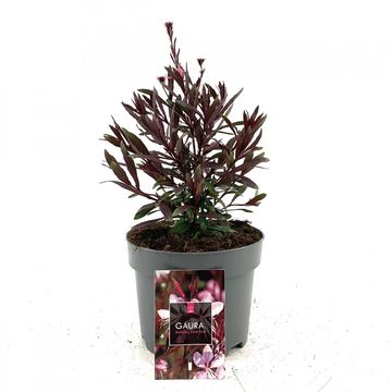 Gaura lindheimeri BABY BUTTERFLY DARK PINK