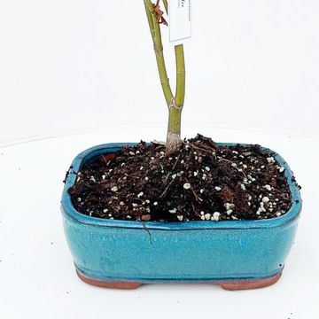 Acer palmatum 'Atropurpureum'