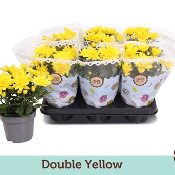 Begonia DOUBLE YELLOW