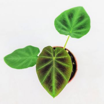 Colocasia affinis 'Jenningsii'