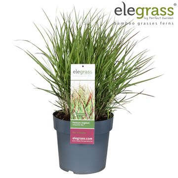 Panicum virgatum 'Cheyenne Sky'