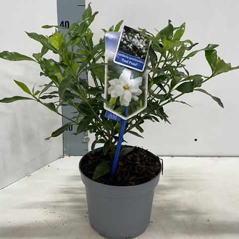 Gardenia jasminoides FOOL PROOF