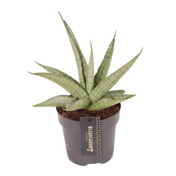 Sansevieria 'Comet Pastel Grey No. 3'