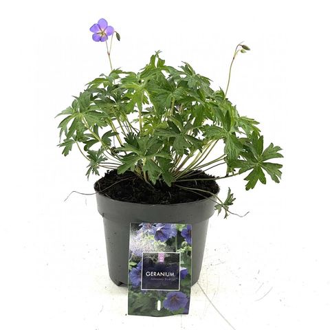 Geranium 'Johnson's Blue'