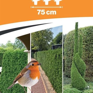 Thuja occidentalis 'Smaragd'