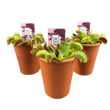 Dionaea muscipula