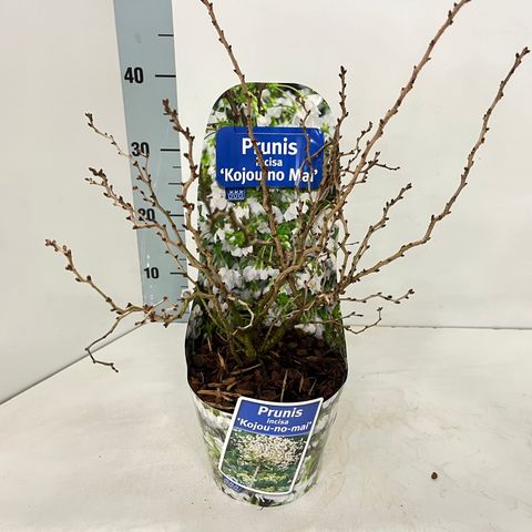 Prunus incisa 'Kojou-no-mai'