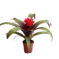 Guzmania HOPE
