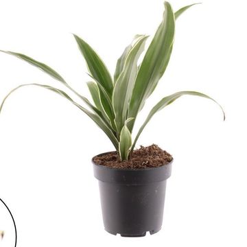 Dracaena fragrans 'Warneckei'