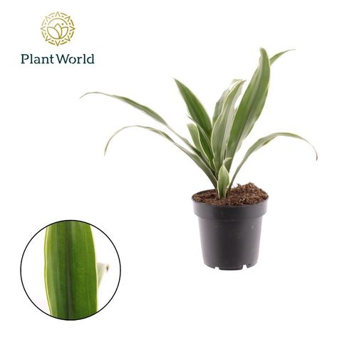 Dracaena fragrans 'Warneckei'