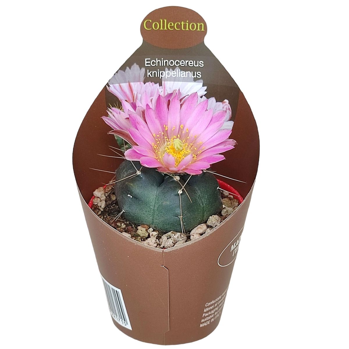 Echinocereus knippelianus  Plant Wholesale FlorAccess