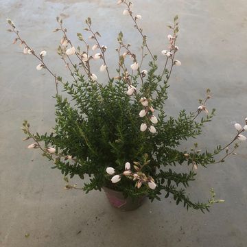 Daboecia cantabrica 'Irish Princess'