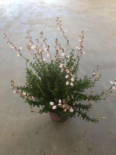 Daboecia cantabrica 'Irish Princess'