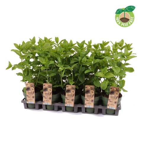 Mentha spicata 'Moroccan'