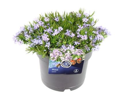 Phlox FABULOUS BLUE VIOLET