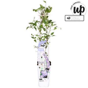 Clematis CRYSTAL FOUNTAIN REGAL