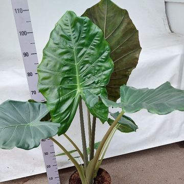 Alocasia 'Kuching Mask'