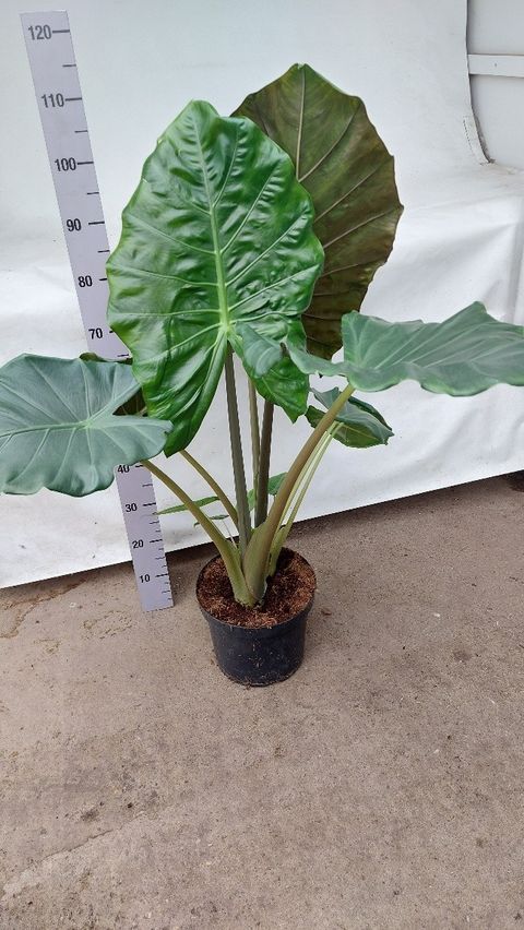 Alocasia 'Kuching Mask'