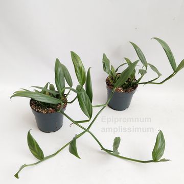 Epipremnum amplissimum