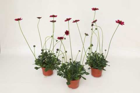 Cosmos atrosanguineus CHERRY CHOCOLATE