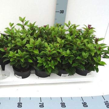 Viburnum tinus 'Ladybird'