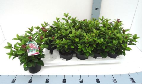 Viburnum tinus 'Ladybird'