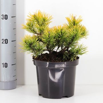 Pinus mugo 'Carsten'