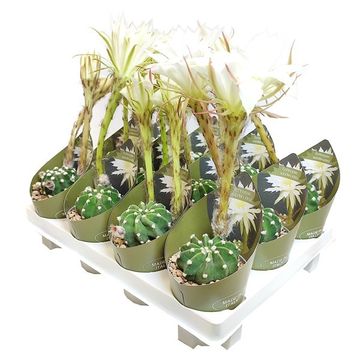 Echinopsis subdenudata
