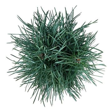 Pinus sylvestris 'Fastigiata'