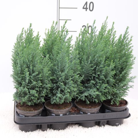 Chamaecyparis lawsoniana 'Ellwoodii' — Plant Wholesale FlorAccess