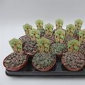 Lithops MIX
